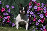 BOULEDOGUE FRANCAIS 842